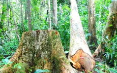 Sẽ khởi tố vụ phá rừng ở Bình Định