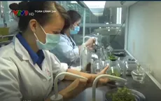 Việt Nam chi khoảng 500 triệu USD nhập giống cây trồng