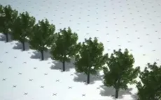 Cây cối cũng có thể di cư?