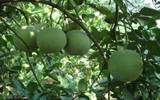 Cây bưởi - Từ rễ tới quả đều có khả năng chữa bệnh