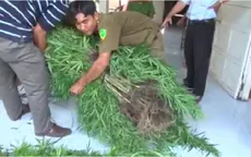 Liên tiếp phát hiện và thu giữ nhiều cây cần sa tại Vĩnh Long