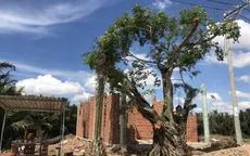 TP.HCM: Doanh nghiệp ngang nhiên bứng cây cổ thụ 200 tuổi