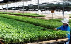 Cần tổ chức lại khâu sản xuất cây giống tại ĐBSCL