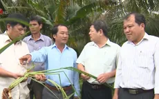 Đã xác định được cây lạ ở Sóc Trăng