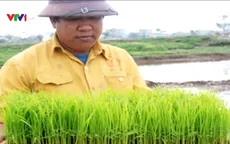 Thái Bình: Một người nông dân sở hữu máy cấy 40 sào/ngày