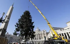 Cây thông mừng Giáng sinh ở Vatican cao 21m