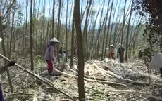 Hà Tĩnh: Giúp dân tiêu thụ cây bị đổ gãy sau bão số 10