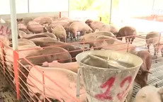 Giải cứu thịt lợn: Không chỉ làm ở phần ngọn