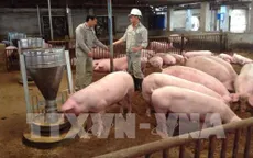 Sóc Trăng tháo gỡ khó khăn cho người chăn nuôi
