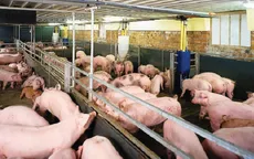 Những điểm cơ bản của dự án Luật Chăn nuôi được trình lên Quốc hội