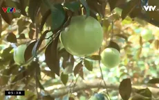 Vú sữa Tiền Giang xuất khẩu sang Hoa Kỳ