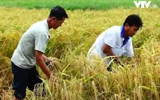 Đồng Tháp: Sản xuất lúa theo hướng hữu cơ để nâng cao chất lượng gạo