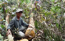 Thanh tra chuyển đổi mục đích sử dụng rừng tại Phú Yên