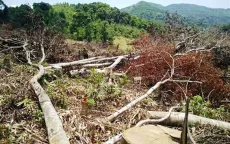 Bình Định quyết tâm làm rõ và xử lý vụ phá rừng tại An Lão