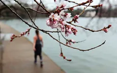 Mùa hoa anh đào đã bắt đầu tại Mỹ