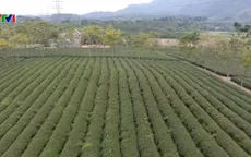 Đẩy mạnh xuất khẩu chè Thái Nguyên ra thị trường thế giới