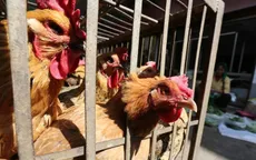Philippines phát hiện virus cúm gia cầm H5N6