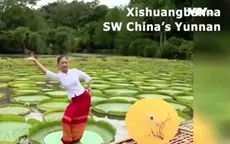 Múa trên những lá sen khổng lồ