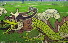 Tranh 3D lớn nhất thế giới trên đồng lúa