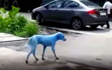 Những chú chó màu xanh gây xôn xao dư luận ở Ấn Độ