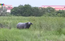 Có dấu hiệu bất thường ở Lễ hội chọi trâu Hải Phòng