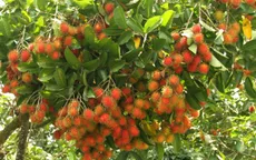 New Zealand sẽ sớm nhập khẩu chôm chôm của Việt Nam