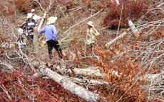 Phú Yên: Bắt cán bộ có hành vi phá rừng