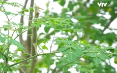 Cây chùm ngây cực bổ dưỡng nhưng ai không nên dùng?