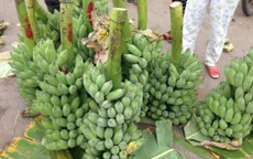 Quảng Trị được mùa chuối Tết