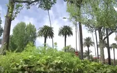 Cây cọ có nguy cơ biến mất khỏi Los Angeles