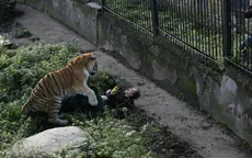 Hổ đói vồ nữ nhân viên vườn thú ở Nga