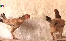 Giống gà móng quý được nuôi dưỡng tại tỉnh Hà Nam