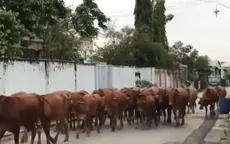 Người dân Đồng Nai khổ vì trại bò trong khu dân cư