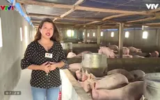 Các trang trại nuôi lợn sống sao trước khủng hoảng giá?