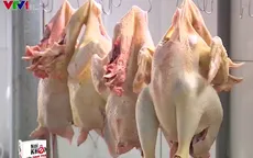 Gà nuôi hữu cơ – Hướng đi mới cho ngành chăn nuôi gia cầm