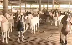 Đồng Nai: Thoát nghèo nhờ nuôi dê kí gửi