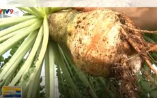 Độc đáo củ cải trắng khổng lồ tại Lâm Đồng
