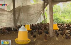 Bạc Liêu tăng cường phòng chống dịch cúm gia cầm H5N1