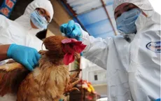 WHO: Virus cúm H7N9 tiến hóa, gây bệnh nặng hơn cho gia cầm
