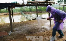 Xuất hiện dịch cúm gia cầm A/H5N1 ở Hà Tĩnh