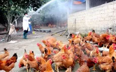 Hậu Giang khống chế ổ dịch cúm gia cầm
