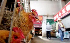 Cúm A/H7N9 từ Trung Quốc có nguy cơ xâm nhập vào Việt Nam