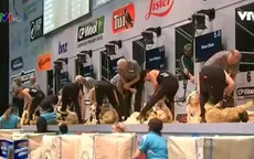 Độc đáo cuộc thi vô địch xén lông cừu thế giới