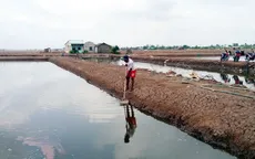 Nuôi ấu trùng Artemia bị thiệt hại, nông dân Sóc Trăng điêu đứng