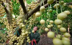 Về Cần Thơ trải nghiệm du lịch miệt vườn