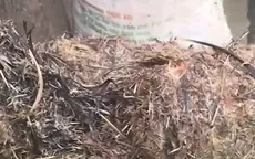 Nguy cơ lây nhiễm cúm gia cầm quanh chợ đầu mối Hà Vỹ