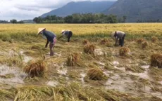 Mưa trái mùa "làm khó" người dân ĐBSCL