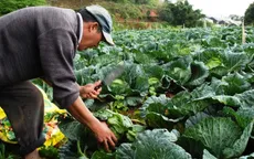 Rau Đà Lạt rớt giá thảm hại, nông dân lỗ nặng