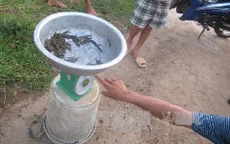 Nghệ An: Bất thường thương lái thu mua đỉa giá cao