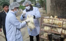 Xuất hiện ổ dịch cúm gia cầm H5N1 mới tại tỉnh Quảng Ninh